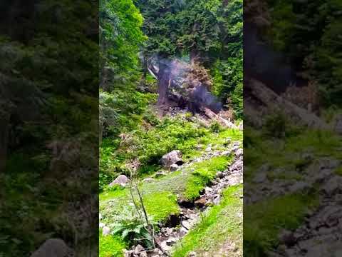 How Timber Mafia loot our Green Gold..