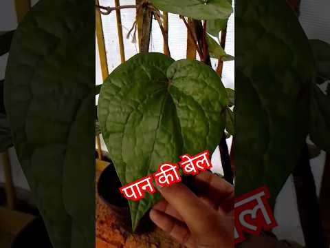 पान की बेल kse लगाए#shorts #plants