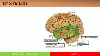 Cerebral Cortex