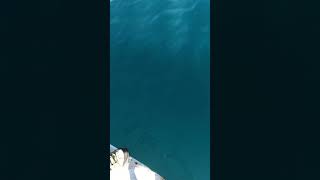 红海第一次钓大鱼