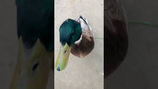 ducks fly together  #duck #birds #flyingduck