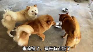 小黑头：就看不得别人玩耍 #萌宠出道计划 #动物的迷惑行为 #铲屎官的乐趣 #中华田园犬
