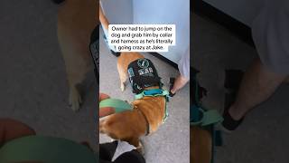 Untrained dog goes nuts over my service dog #servicedog #dog #youtubeshorts #shorts #dogtraining