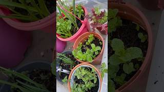 Tiny Space - No green thumb needed #greenthumb #tinygarden #beginnergardening #plantingseason #asmr