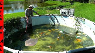 DRAINING My EXOTIC FISH POOL and BUILDING a NEW STINGRAY POND!