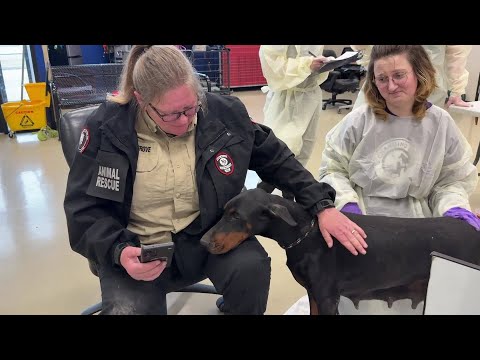 VIDEO: 49 living, 17 dead dogs removed from Washington County breeder