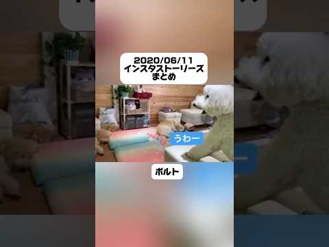 【過去のストーリーより】#愛犬#映画#犬動画#犬のいる暮らし