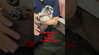 犬もゲップ出しします#認知症犬 #かわいい犬 #pug