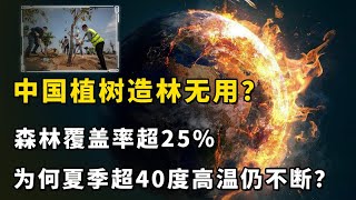 中國植樹造林無效？森林覆蓋率超25%為何夏季仍現40度高溫