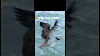 viral eagle #cute  #fish killer #viral  shorts #shorts