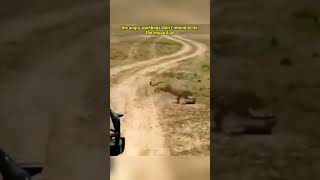 The Warthog's Revenge  #WarthogVsLeopard #WildlifeShowdown #NatureDrama #AnimalKingdom #foryou