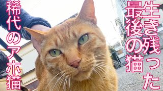 街一番のアホ猫、街で最後の名物猫になる The last cat standing in the town