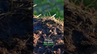 Compost or Manure: Which is Better for Mulching?
