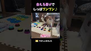 会える喜びでしっぽブンブン♪【会話ボタンでしゃべる犬】 #shorts #dog #犬