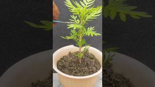 Marigold plant make bushy#shorts#gardeningtricks#tipstricks