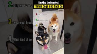 Ranking the Funniest Things Dogs and Cats Do 😂🐶🐱