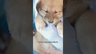 Is Dog Cloning Legal in the U.S.? Explained in 30 seconds. #dogcloning #mypet #myanimal #puppy