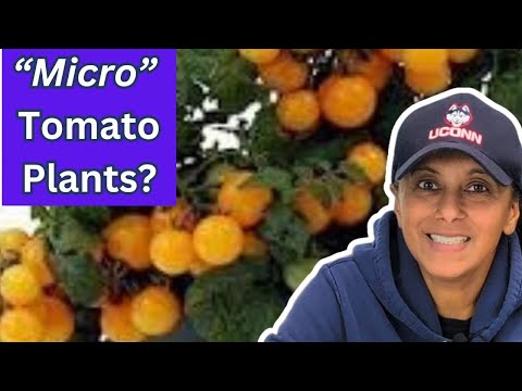 Grow Micro Tomatoes Indoors All Year Long || Budget Gardening