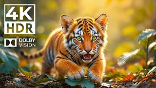 Epic Wildlife in 4K HDR - Dolby Vision & 120FPS Cinematic Experience
