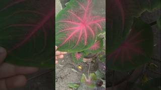 একটা চারা থেকেই টব ভরপুর🌱#গাছেরপরিচর্যা #ফুলবাগান #plants #youtubeshorts