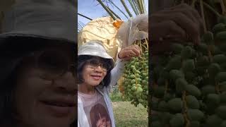 “Fresh Dates Growing Daily – The Rising Opportunity in Date Farming” Thailand