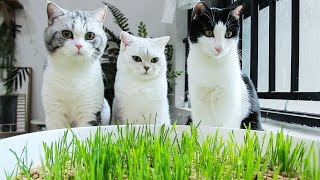 惊了！猫屎盆里居然长猫草了！猫：好吃真香，就是味儿有点怪......｜花花与三猫 Cat Live