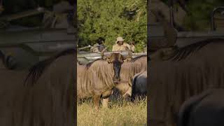 Blue Wildebeest