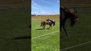 OOPSIES.. #funnyfall #fail #funny #cute #marc #horse #pony #horsefail