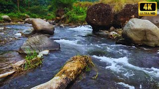 24/7 Babbling Brook | Natural White Noise for Deep Relaxation