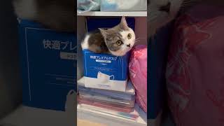 シンデレラフィットな箱 #ねこ #マンチカン #長足マンチカン