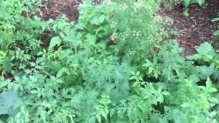 Suburban Food Forest