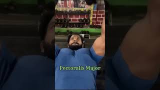 Chest. Dumbbell Bench Press. 1)  Pectoralis major 2) Anterior, Deltoid, triceps || ASHOK GYM ||