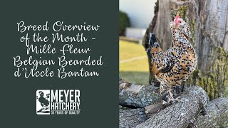 Breed Spotlight of the Month - Mille Fleur Belgian Bearded d'Uccle Bantam