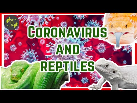 Can my reptiles get coronavirus? - Did COVID-19 come from snakes? - Cookies Critters