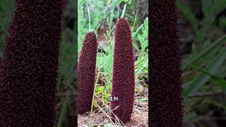 野外遇到这些植物别乱挖，小心牢底坐穿 #植物科普 #创作者中心 #创作灵感 #植物百科 #保护植物