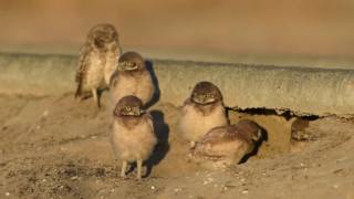 Burrowing Owl Family