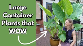 12 LARGE Container Plants that Make a Statement