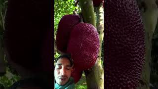 #jackftuit#red #farming #fruit
