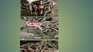 এড়ী পলু #shorts #youtubeshorts #short