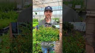 Lantana Showdown: Perennial vs Annual 🌼🔥