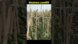 Delhi Clean-Up Mission 2025: Bhalswa Bamboo Plants Latest Update