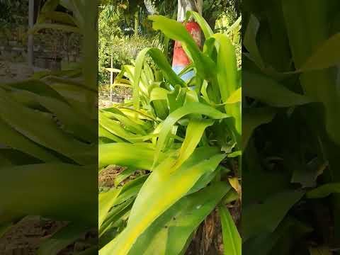 Amaryllis lily plant