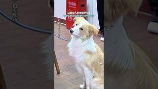 它真的好聪明啊#电影 《我会好好的》#狗狗 #電影
