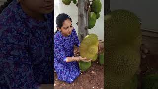 Jackfruit Tree🌱Results of PSO6 To order our farm fresh products kindly check www.organicfarmer.store