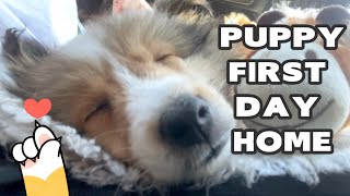 Sheltie puppy first day home 喜乐蒂小宝宝到家的第一天 (#1 sheltie puppy vlog - 3 months)
