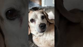 When someone says it’s just a dog❤️🌎#cutedog #cute #dog