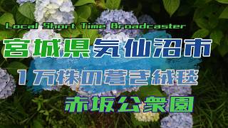 「一万株の蒼き絨毯」宮城県気仙沼市　赤坂公衆園を行く