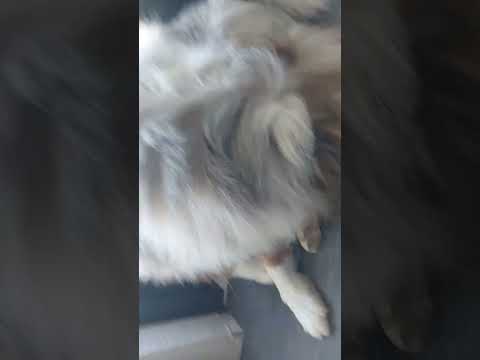 haha lol #pets #cute #funny #dog