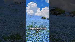 中国最逆天的十片花海，美到怀疑人生