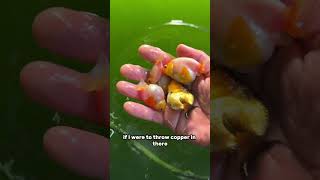 Will a copper rod remove algae from my tank?